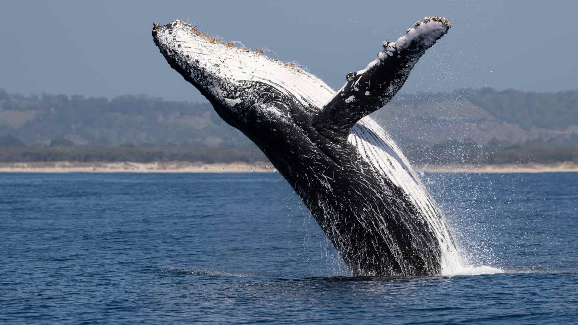 De Lofoten al Cabo Norte: Aventura en el Corazón del Ártico